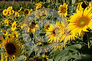 Sunflower blooming in a field of green background photo