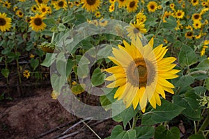 Sunflower blooming in the fields in summer, vegetable garden, fiels, plowing, seeds