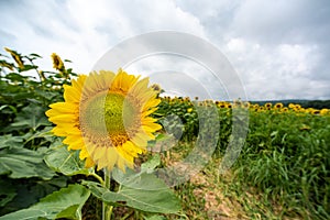 Sunflower blooming in front of sunflower field