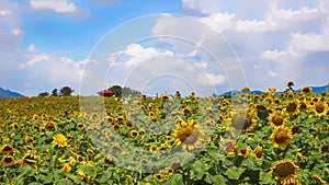 Sunflower Blooming in Gangju Village, HamAn County, South Korea, Asia
