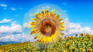 Sunflower Blooming in Gangju Village, HamAn County, South Korea, Asia