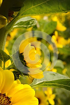 Sunflower is blooming in garden