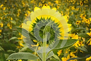 Sunflower is blooming in garden