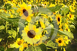 Sunflower is blooming in garden