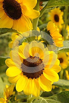 Sunflower is blooming in garden