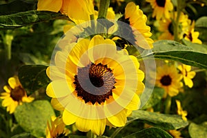 Sunflower is blooming in garden