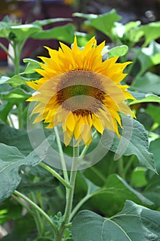Sunflower