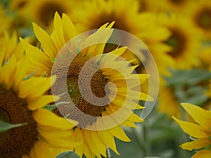 Sunflower blooming in July, background photo of agricultural landscape