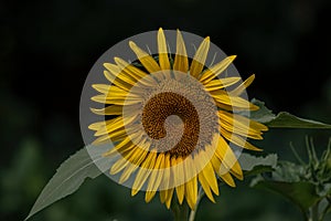 Sunflower blooming in the summer fields