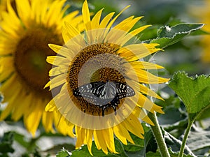 Sunflower blooming in the summer fields