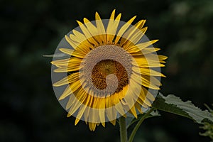 Sunflower blooming in the summer fields