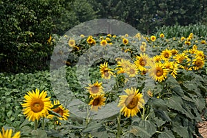 Sunflower blooming in the summer fields