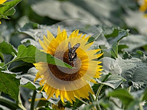 Sunflower blooming in the summer fields