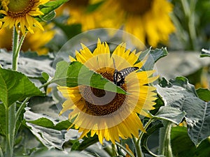 Sunflower blooming in the summer fields