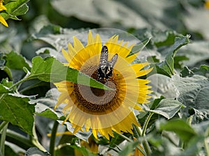 Sunflower blooming in the summer fields