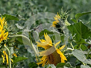 Sunflower blooming in the summer fields