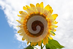 Sunflower. Blooming sunflower in the field against the blue sky.