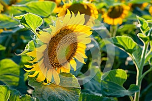 Sunflower. Blooming sunflower field. Organic farming