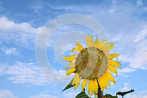 Sunflower blooming on the tree with blue sky background.
