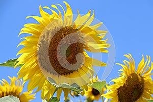 Sunflower blooming on the tree with blue sky background, sunflowers are cultivated for their edible seeds. which are an important