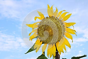 Sunflower blooming on the tree with blue sky background, Yellow sunflowers are cultivated for their edible seeds.