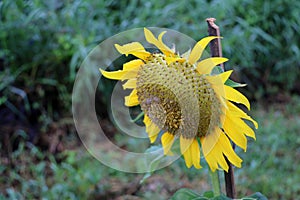 Sunflower blooming on the tree with green background, Yellow sunflowers are cultivated for their edible seeds.