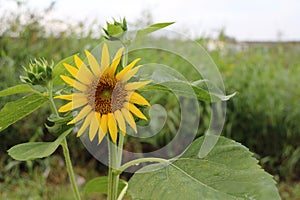 Sunflower blooming on the tree with green background, Yellow sunflowers are cultivated for their edible seeds.