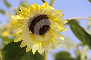 Sunflower blooming on the tree, sunflowers are cultivated for their edible seeds. which are an important source of oil for cooking