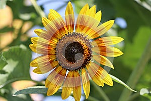 Sunflower blooming on the tree, sunflowers are cultivated for their edible seeds. which are an important source of oil for cooking