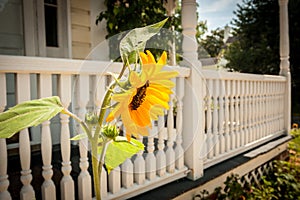 Sunflower Blooming Beside White Porch Railing