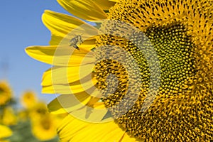 Sunflower blooms on the agricultural field, closeup. A bee collecting pollen and nectar