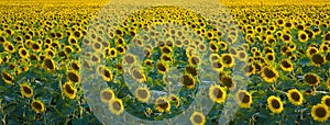 Panoramic view of a green field of sunflower with blooming flowers directed to the sun.