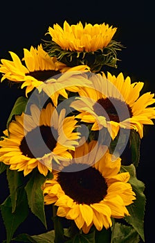 Sunflower blooms (Helianthus annuus)