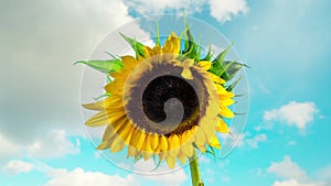 Sunflower blooms, time-lapse