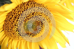 Sunflower blossom