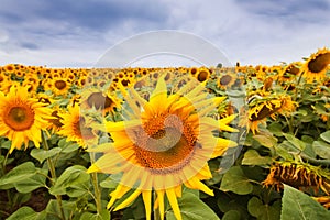 Sunflower blossom with a bee gather nectar, heavy clouds in the sky before thunderstorm, shadowless creative design pattern photo