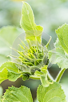 The sunflower blossom bud