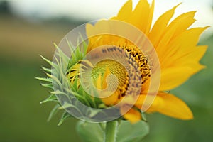 Sunflower. Sunflower blossom closeup. Yellow flower in bloom in the garden at summer or spring season. Nature flower background.