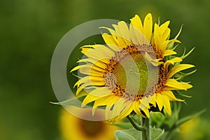 Sunflower blossom with curly petals