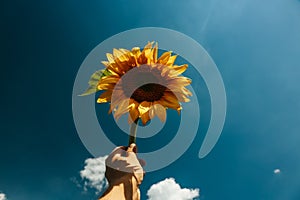 Sunflower blossom in hand on blue sky background.