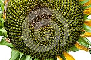 Sunflower blossom on the white background