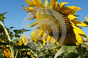 Sunflower blossoms