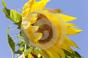 Sunflower Blowing in Wind