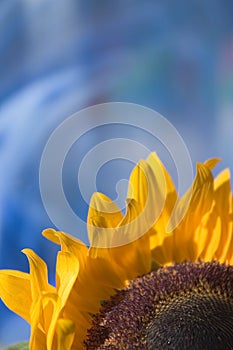 Sunflower on blue photo