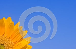 Sunflower on Blue