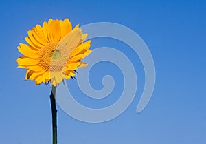 Girasol sobre el azul 