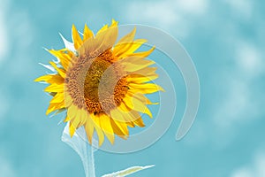 Sunflower on blue background