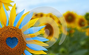 Sunflower with blue heart shaped center, yellow and blue petals. National flag colors. Love Ukraine concept