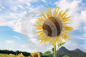 Sunflower with blue sky