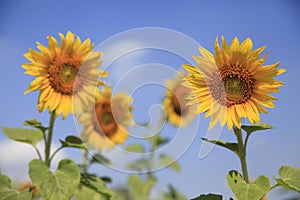 Sunflower and blue sky